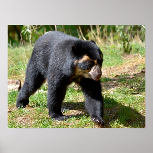 草の葉書にアンデス・ベア歩くTシャツコフ ポスター (正面)