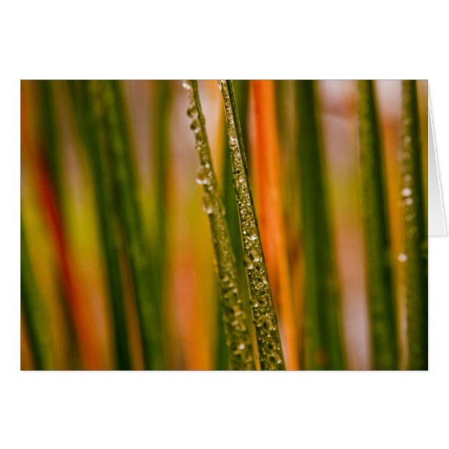 草の葉 (正面横)