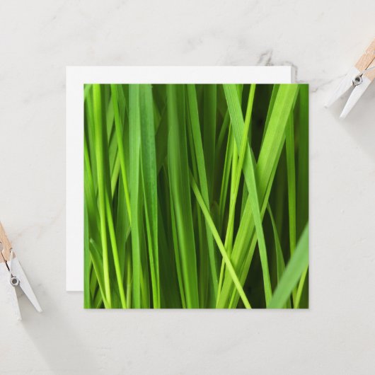 草の葉 カード (正面/裏面インサイチュ)