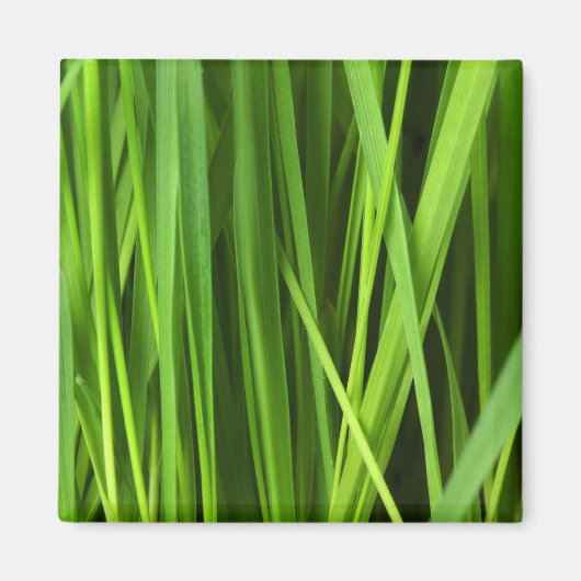 草の葉 マグネット (正面)