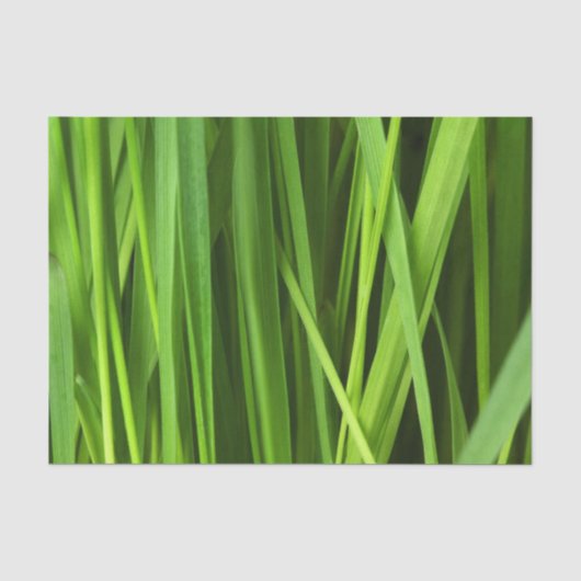 草の葉 薄葉紙 (正面)