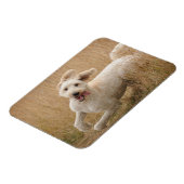 草の走間を通る マグネット (左側)