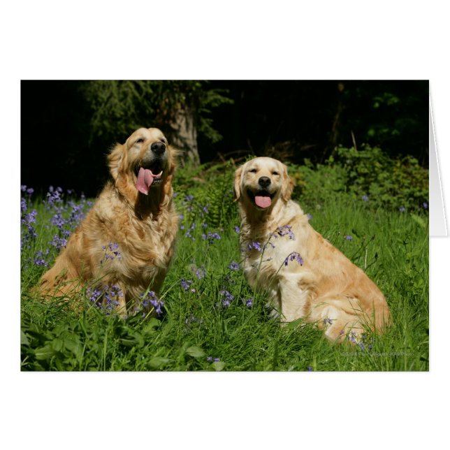 草の金Retreivers (正面横)