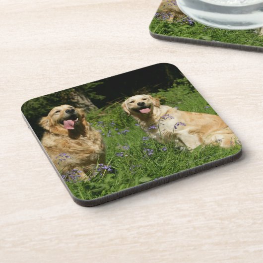 草の金Retreivers コースター (左側)