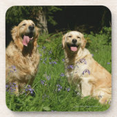 草の金Retreivers コースター (正面)