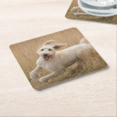 草の間を通走るゴルデンドル スクエアペーパーコースター (アングル)