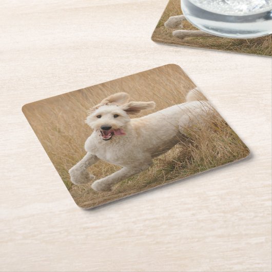 草の間を通走るゴルデンドル スクエアペーパーコースター (アングル)