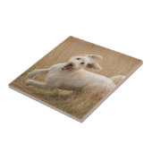 草の間を通走るゴルデンドル タイル (側面)