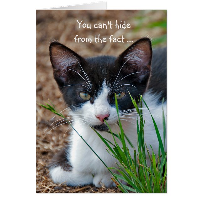 草の陰に隠れたタキシードの子猫 (正面)