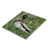 草のB55マガモのアヒルドレークGreenhead タイル (側面)