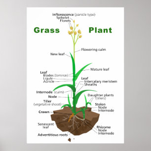 草のGraminoidsの植物の図表 ポスター