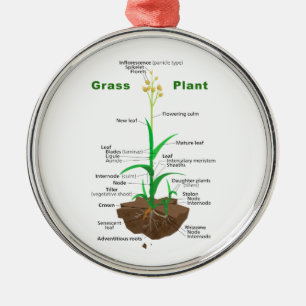 草のGraminoidsの植物の図表 メタルオーナメント