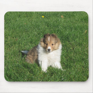 草のmousepadのシェットランド・シープドッグの子犬 マウスパッド