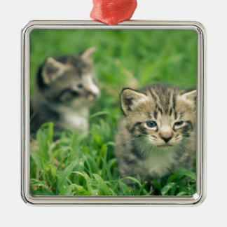 草むらで遊ぶ2匹の子猫 メタルオーナメント