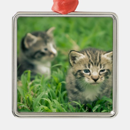 草むらで遊ぶ2匹の子猫 メタルオーナメント (正面)