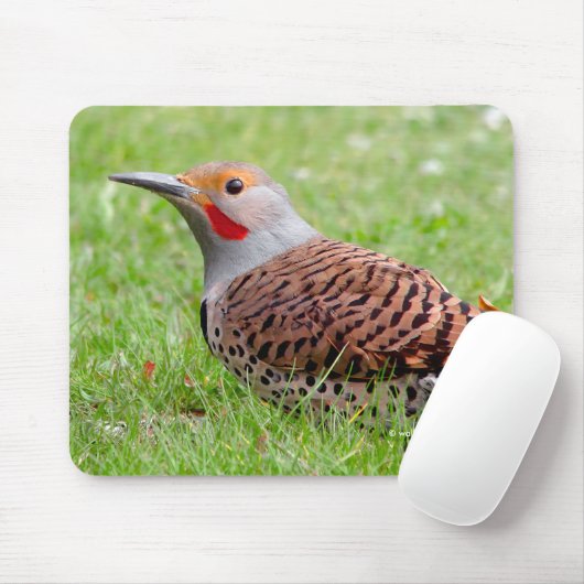 草むらで餌を探すアカオノド木啄木鳥の雄 マウスパッド (マウス)