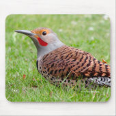 草むらで餌を探すアカオノド木啄木鳥の雄 マウスパッド (正面)
