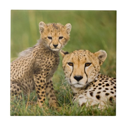 草むらにいるチーターの子と親 タイル (正面)