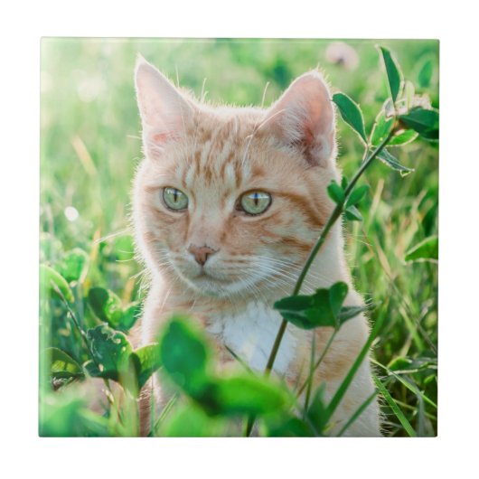草むらに佇むグリーンアイのジンジャ―キャット タイル (正面)