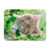 草むらに座る緑の目の茶トラ猫 マグネット (横)