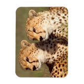 草むらに横たわるチーター、ンゴロンゴロ保全地域 マグネット (縦)