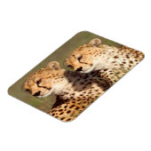 草むらに横たわるチーター、ンゴロンゴロ保全地域 マグネット (左側)