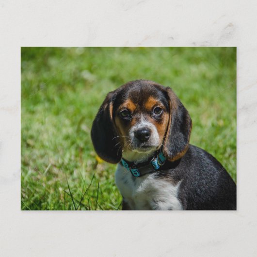 草よくはしゃぐの中でパップ ポストカード (正面)