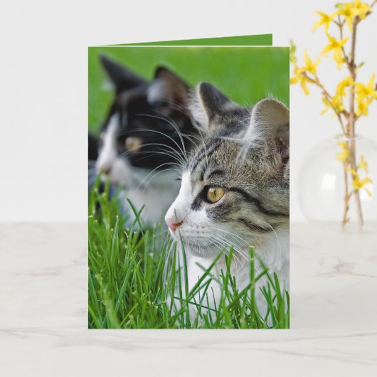 草創期の子猫 カード (黄色い花)