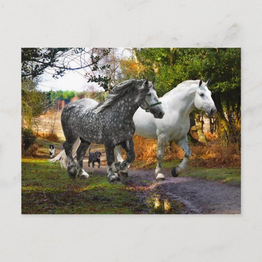 「草原から入る」はがき ポストカード (正面)