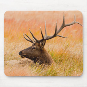 草原で休むエルク(Cervus elephus) マウスパッド