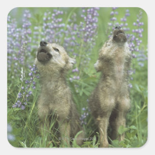 草原で遠ぼえしているオオカミ子犬 スクエアシール