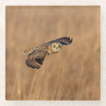 草原で飛行している短い耳のフクロウ