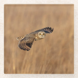 草原で飛行している短い耳のフクロウ ガラスコースター