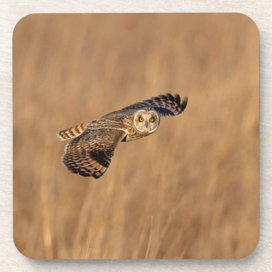 草原で飛行している短い耳のフクロウ コースター (正面)