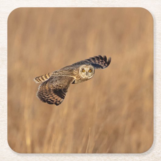 草原で飛行している短い耳のフクロウ スクエアペーパーコースター (正面)