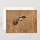 草原で飛行している短い耳のフクロウ ポストカード (正面/裏面)