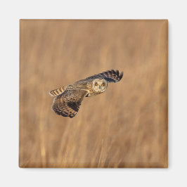 草原で飛行している短い耳のフクロウ マグネット