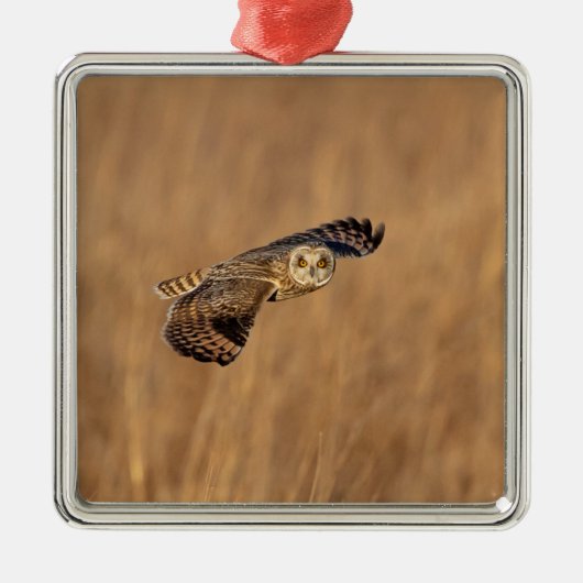 草原で飛行している短い耳のフクロウ メタルオーナメント (正面)