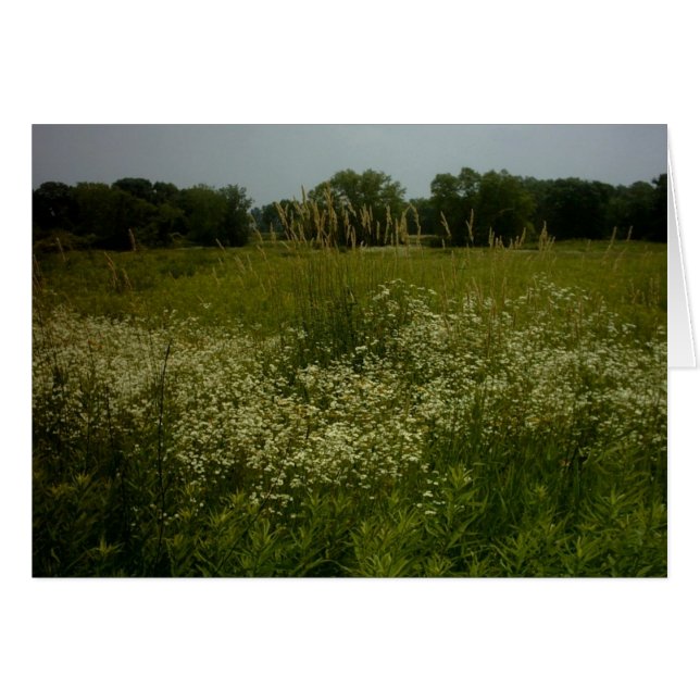 草原によってはカードが開花します (正面横)