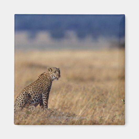 草原にアフリカヒョウ,ケニア,アフリカ マグネット (正面)