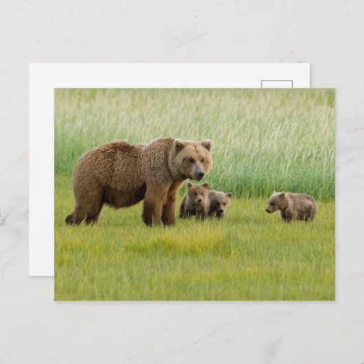 草原に子牛がいるアラスカのブラウンベア ポストカード (正面/裏面)