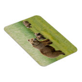 草原に子牛がいるアラスカのブラウンベア マグネット (右側)