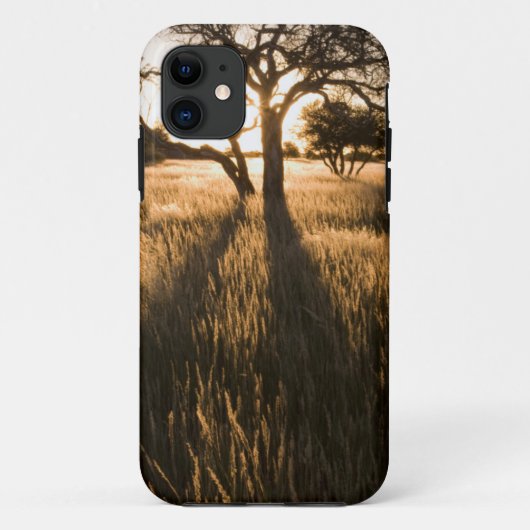 草原に立つアカシアの木のシルエット。マリエンタール Case-Mate iPhoneケース (裏面)
