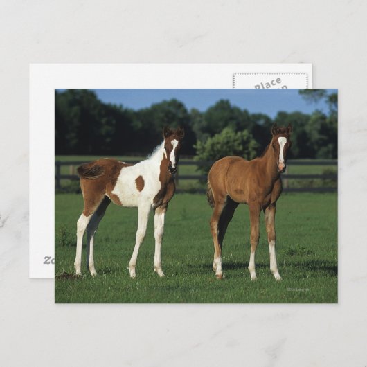 草原に立つアラブの子馬たち ポストカード (正面/裏面)
