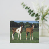 草原に立つアラブの子馬たち ポストカード (スタンド正面)