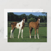 草原に立つアラブ人の群れ ポストカード (正面/裏面)