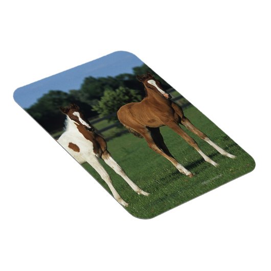 草原に立つアラブ人の群れ マグネット (右側)