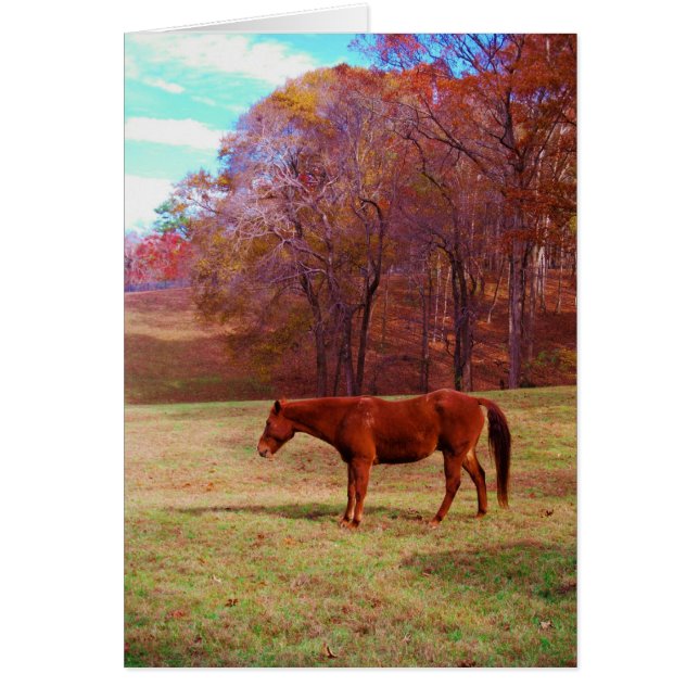 草原に茶色の馬 (正面)