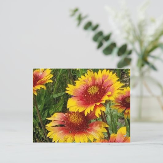 草原のガイアルディア – はがき (スタンド正面)