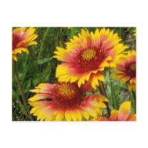 草原のガイアルディア – はがき